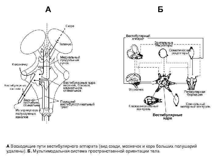А Восходящие пути вестибулярного аппарата (вид сзади, мозжечок и кора больших полушарий удалены). Б.