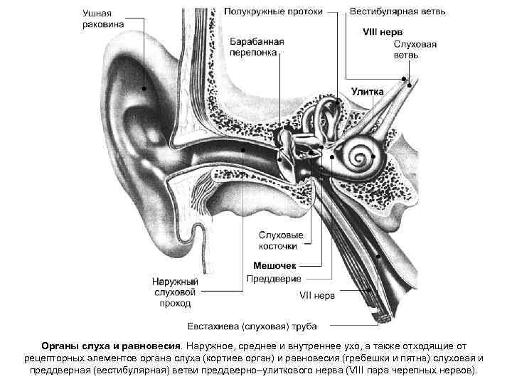 черепных нервов). Органы слуха и равновесия. Наружное, среднее и внутреннее ухо, а также отходящие