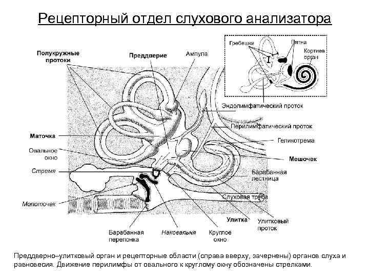 Рецепторный отдел слухового анализатора Преддверно–улитковый орган и рецепторные области (справа вверху, зачернены) органов слуха