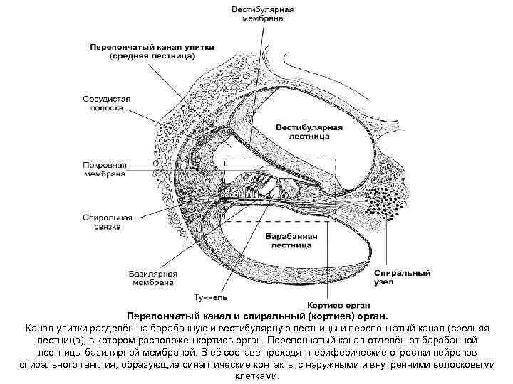 Перепончатый канал и спиральный (кортиев) орган. Канал улитки разделён на барабанную и вестибулярную лестницы