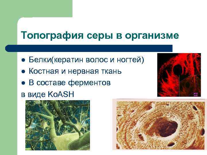 Топография серы в организме Белки(кератин волос и ногтей) l Костная и нервная ткань l