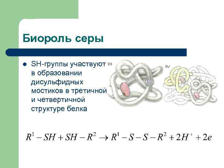 Образование дисульфидных связей в белке. Третичная структура белка дисульфидные мостики. Третичная структура белка сера. Третичная и четвертичная структура белка.