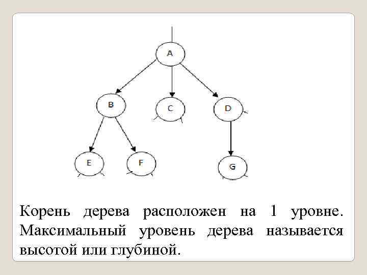 Корень дерева расположен на 1 уровне. Максимальный уровень дерева называется высотой или глубиной. 