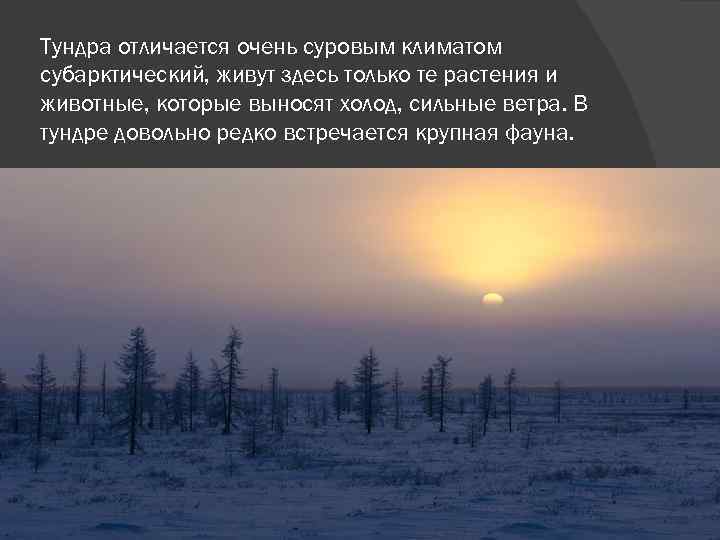 Тундра отличается очень суровым климатом субарктический, живут здесь только те растения и животные, которые