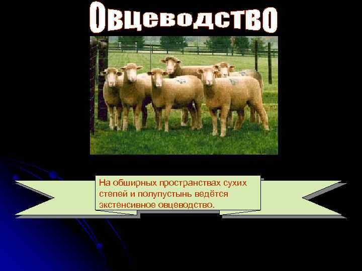 На обширных пространствах сухих степей и полупустынь ведётся экстенсивное овцеводство. 