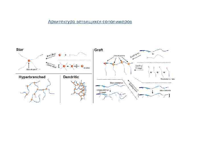 Архитектура ветвящихся сополимеров 