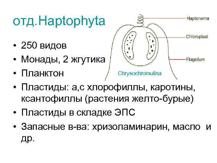 отд. Haptophyta • • 250 видов Монады, 2 жгутика + гаптонема Chrysochromulina Планктон Пластиды: