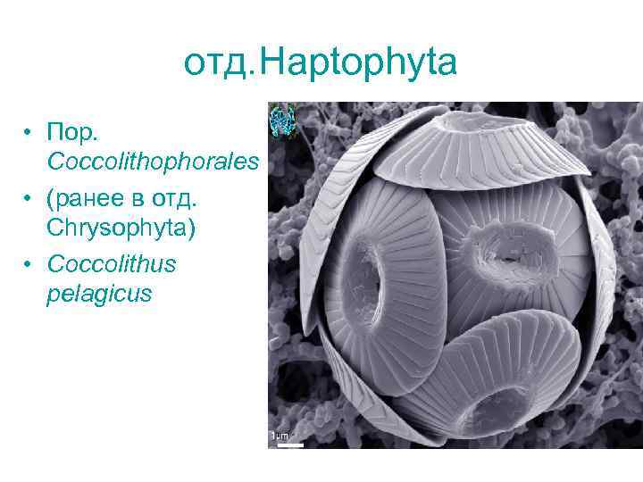 отд. Haptophyta • Пор. Coccolithophorales • (ранее в отд. Сhrysophyta) • Coccolithus pelagicus 