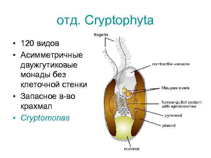 отд. Сryptophyta • 120 видов • Асимметричные двужгутиковые монады без клеточной стенки • Запасное