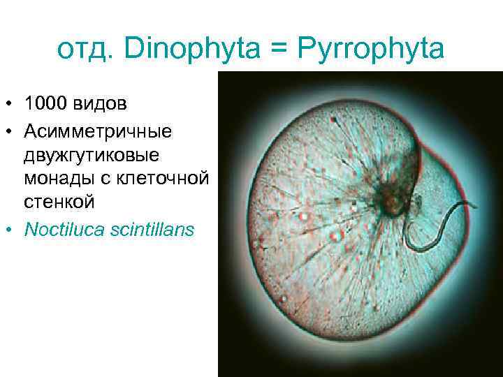 отд. Dinophyta = Pyrrophyta • 1000 видов • Асимметричные двужгутиковые монады с клеточной стенкой