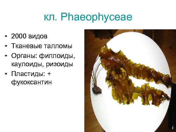 кл. Phaeophyceae • 2000 видов • Тканевые талломы • Органы: филлоиды, каулоиды, ризоиды •