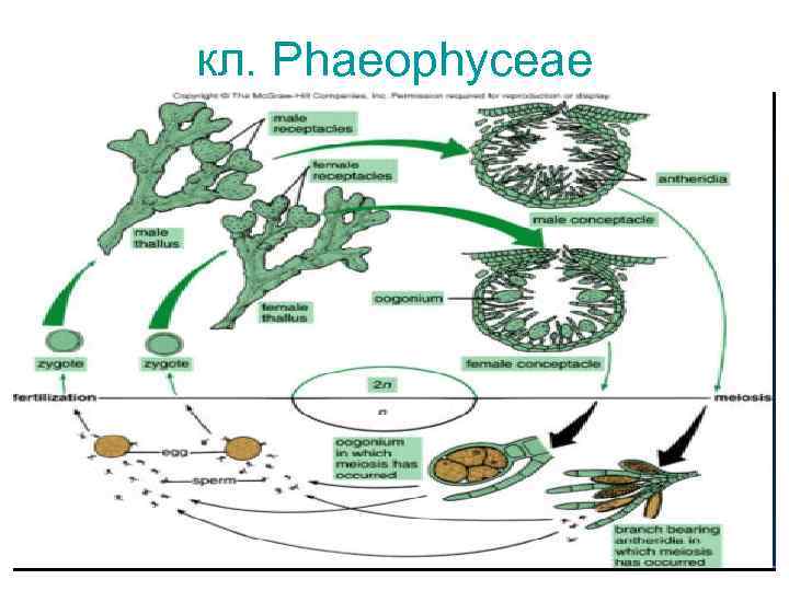 кл. Phaeophyceae 