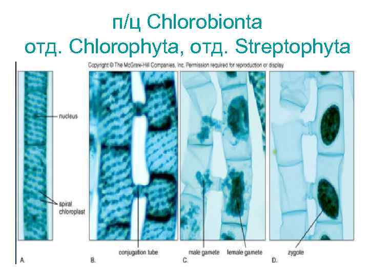 п/ц Chlorobionta отд. Chlorophyta, отд. Streptophyta 