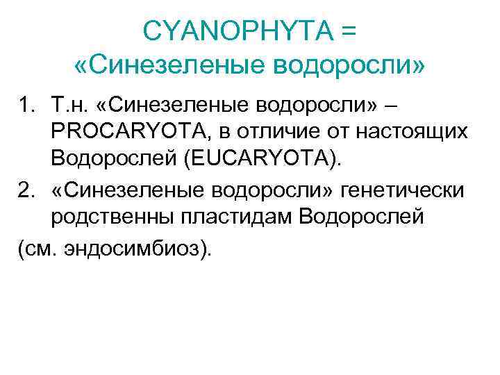 CYANOPHYTA = «Синезеленые водоросли» 1. Т. н. «Синезеленые водоросли» – PROCARYOTA, в отличие от