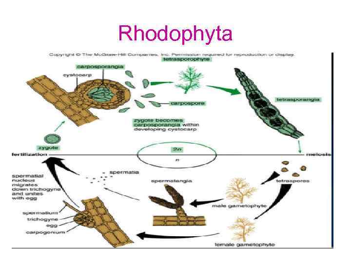 Rhodophyta 