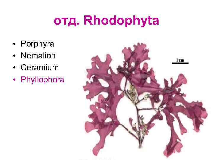 отд. Rhodophyta • • Porphyra Nemalion Ceramium Phyllophora 