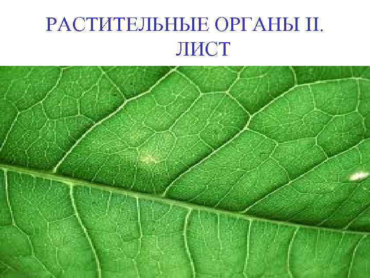 РАСТИТЕЛЬНЫЕ ОРГАНЫ II. ЛИСТ 