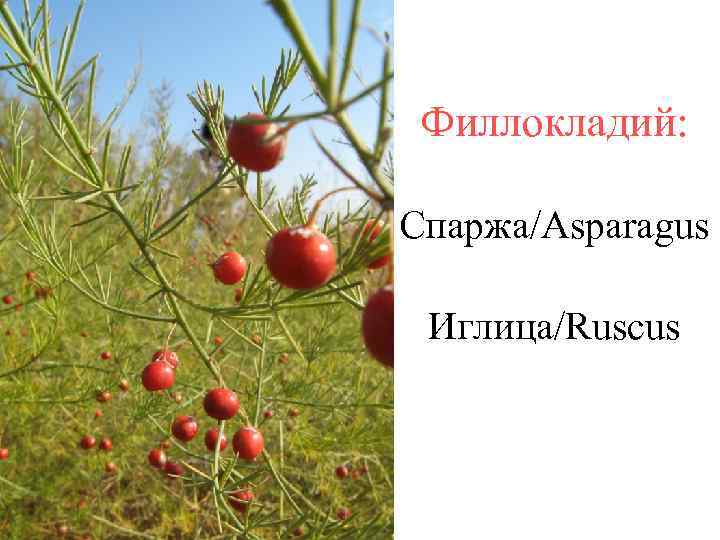 Филлокладий: Спаржа/Asparagus Иглица/Ruscus 