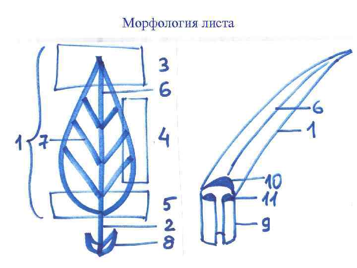 Морфология листа 