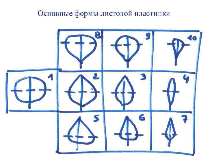 Основные формы листовой пластинки 