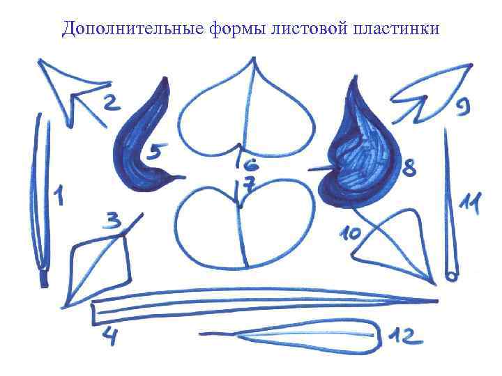 Дополнительные формы листовой пластинки 