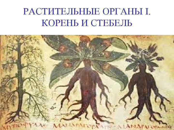 РАСТИТЕЛЬНЫЕ ОРГАНЫ I. КОРЕНЬ И СТЕБЕЛЬ 