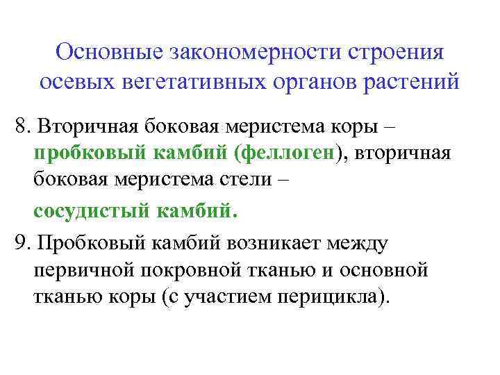 Основные закономерности строения осевых вегетативных органов растений 8. Вторичная боковая меристема коры – пробковый