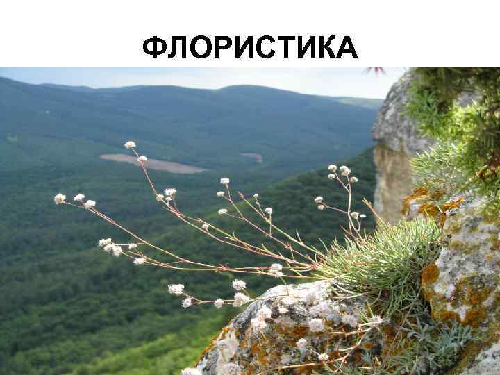 ФЛОРИСТИКА 