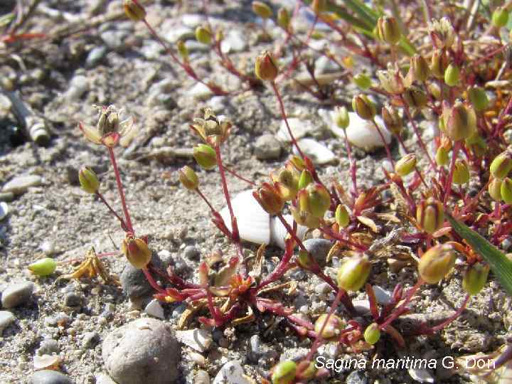 Sagina maritima G. Don 