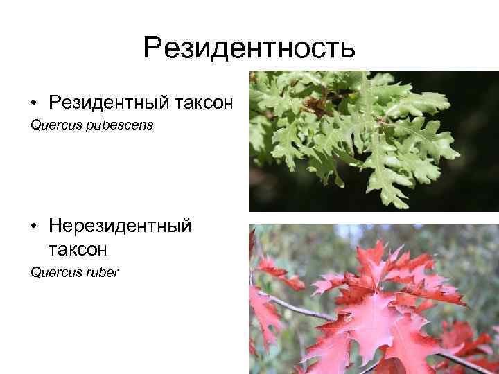 Резидентность • Резидентный таксон Quercus pubescens • Нерезидентный таксон Quercus ruber 