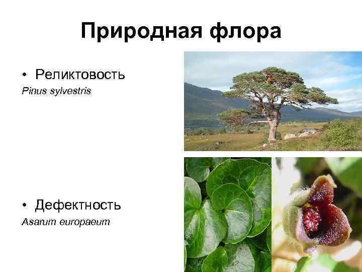 Природная флора • Реликтовость Pinus sylvestris • Дефектность Asarum europaeum 