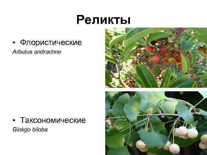 Реликты • Флористические Arbutus andrachne • Таксономические Ginkgo biloba 