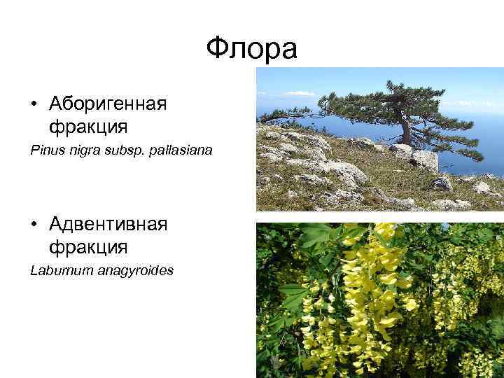 Флора • Аборигенная фракция Pinus nigra subsp. pallasiana • Адвентивная фракция Laburnum anagyroides 