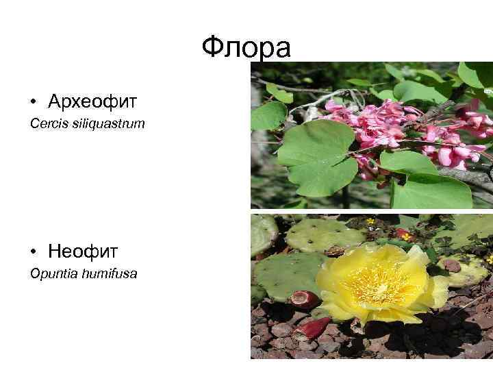 Флора • Археофит Cercis siliquastrum • Неофит Opuntia humifusa 