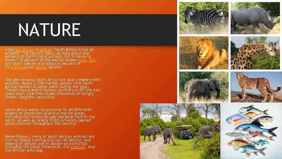 NATURE From aardvarks to zebras, South Africa is full of wildlife. The country takes