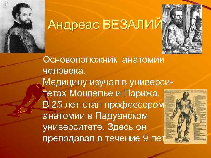 Андреас везалий презентация по истории медицины