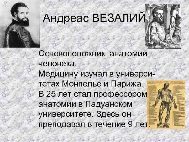 Андреас ВЕЗАЛИЙ Основоположник анатомии человека. Медицину изучал в университетах Монпелье и Парижа. В 25