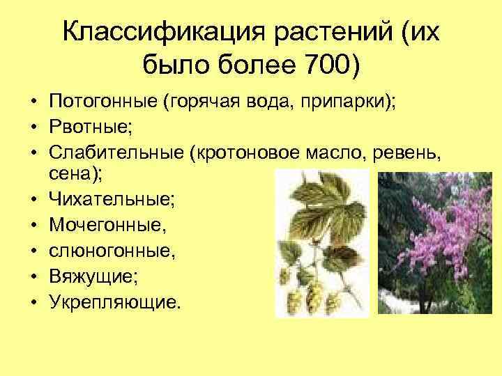 Классификация растений (их было более 700) • Потогонные (горячая вода, припарки); • Рвотные; •