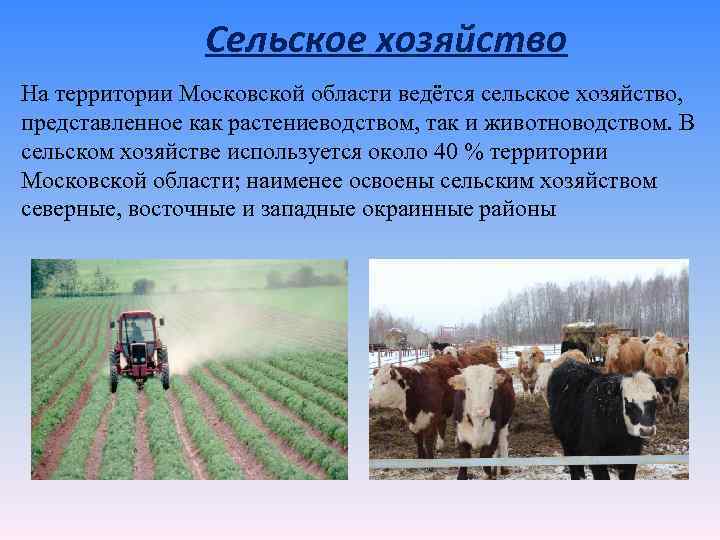 Какая особенность сельского. Отрасли сельского хозяйства в Московской области. Область сельского хозяйства Московской области Растениеводство. Экономика сельского хозяйства Московской области. Отрасли экономики сельское хозяйство.