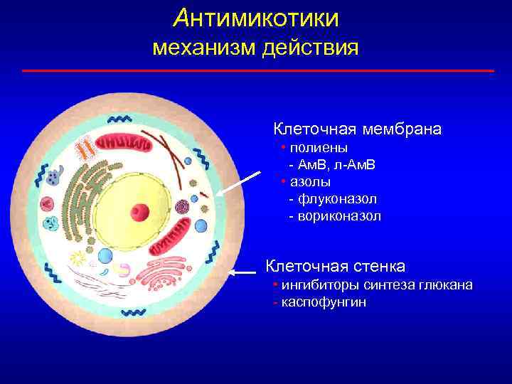 Антимикотики механизм действия Клеточная мембрана • полиены - Ам. В, л-Ам. В • азолы