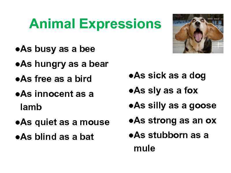 Animal Expressions ●As busy as a bee ●As hungry as a bear ●As free