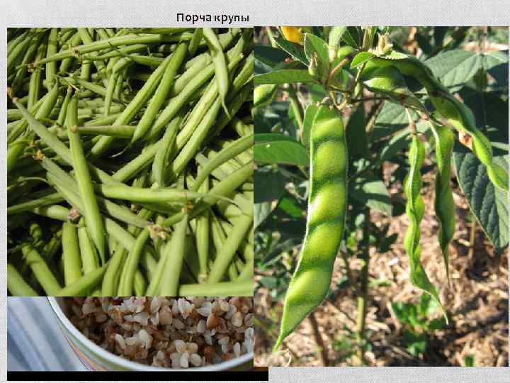 Порча крупы При хранении крупы нет периода улучшения качества - созревания, как у муки.