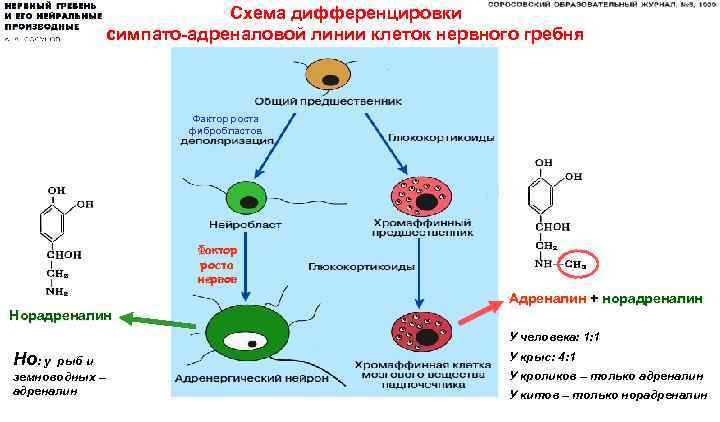 Схема дифференцировки симпато-адреналовой линии клеток нервного гребня Фактор роста фибробластов Фактор роста нервов Адреналин