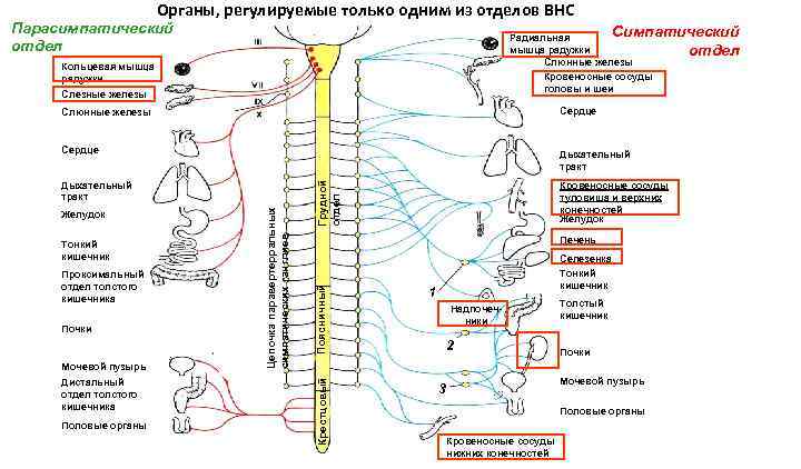 Органы, регулируемые только одним из отделов ВНС Парасимпатический отдел Cимпатический Радиальная мышца радужки отдел