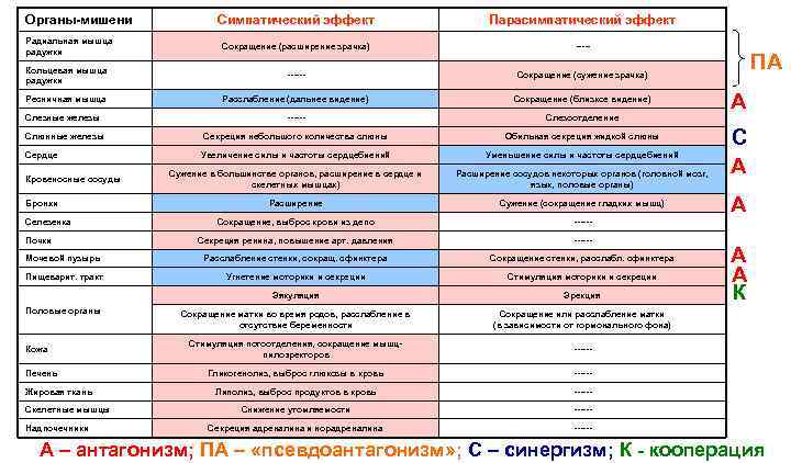 Органы-мишени Симпатический эффект Парасимпатический эффект Сокращение (расширение зрачка) ----- Кольцевая мышца радужки ------ Сокращение