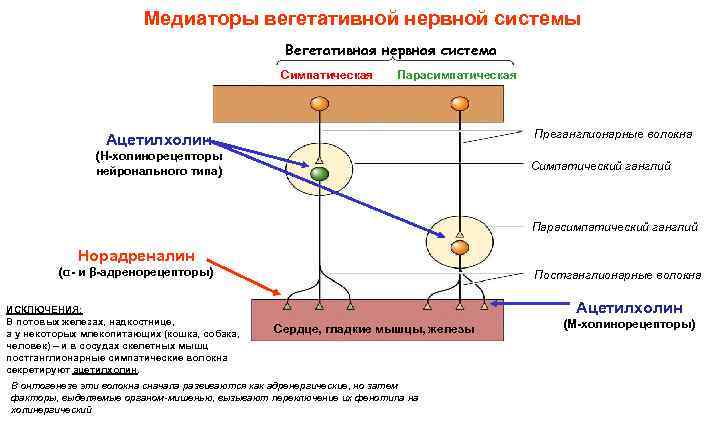 Медиаторы вегетативной нервной системы Вегетативная нервная система Cимпатическая Парасимпатическая Преганглионарные волокна Ацетилхолин (Н-холинорецепторы нейронального