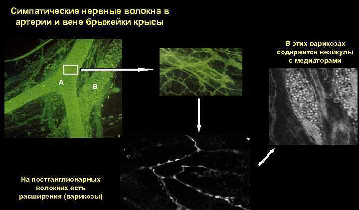 Симпатические нервные волокна в артерии и вене брыжейки крысы В этих варикозах содержатся везикулы