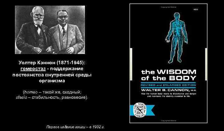 Уолтер Кэннон (1871 -1945): гомеостаз - поддержание постоянства внутренней среды организма (homeo – такой