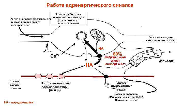 Работа адренергического синапса Транспорт белком – переносчиком в везикулы Из тела нейрона: ферменты для
