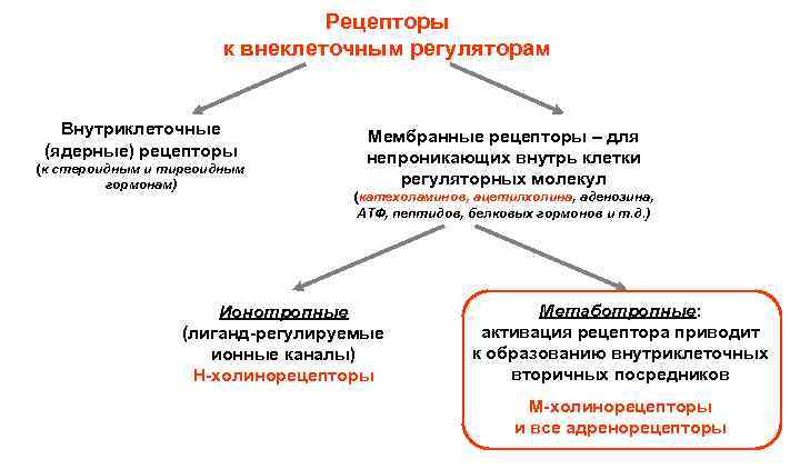 Рецепторы к внеклеточным регуляторам Внутриклеточные (ядерные) рецепторы (к стероидным и тиреоидным гормонам) Мембранные рецепторы
